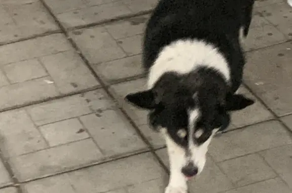 Собака найдена в Терлецком парке, Москва