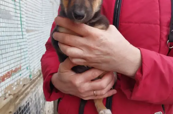 Найдена собака Метис овчарки в Ульяновской области