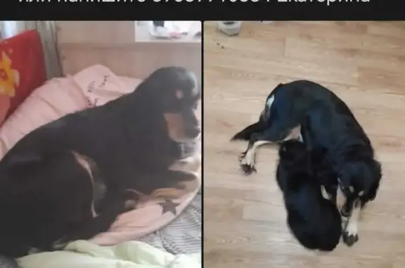 Пропала собака в Томске, спаниель помесь