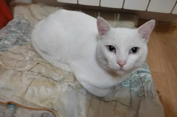 Найдена белая кошка, Даниловский пер., Томск