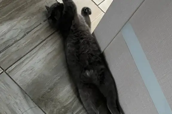 Пропала кошка Дуня с фиолетовым ошейником в Орловской области