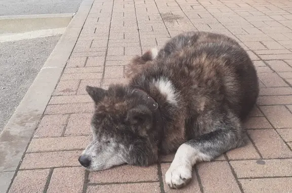 Собака спит возле магазина на Смоленской, 51