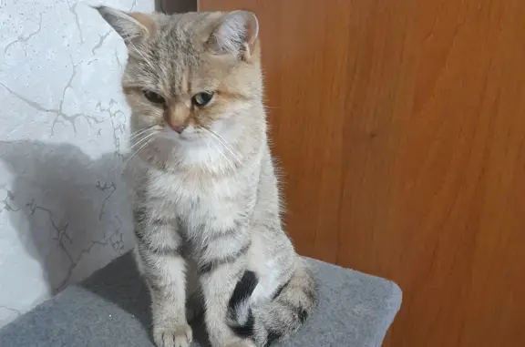 Пропала кошка Мальчик рыжий - ул. Футболистов, 63, Симферополь