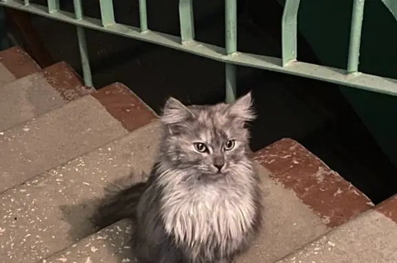 Найдена домашняя кошка на ул. Балакирева, Владимир
