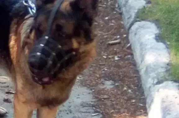 Пропала собака в Омске, ул. 75-й Гвардейской Бригады