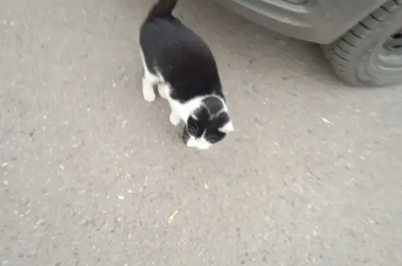 Найдена кошка: Советская ул., 7, Новочебоксарск