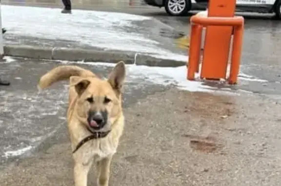 Найдена собака на Ярцевской ул., 28, Москва