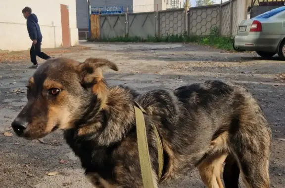 Пропала черно-серая собака на ул. Алексеева, Копейск