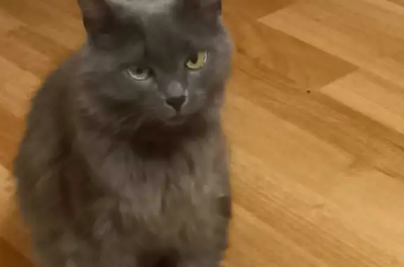 Кошки потеряшки, Санкт-Петербург, фото: Потеряшка серая кошка, ул. Транспортная 5, Сестрорецк