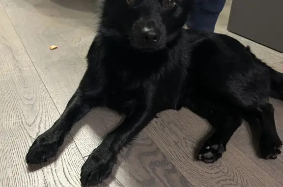 Собака Мальчик найдена в ЖК Летний сад, Москва