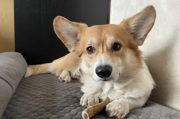 Собаки потеряшки, Москва, фото: Потеряшка корги без ошейника в парке Лодочная, Москва