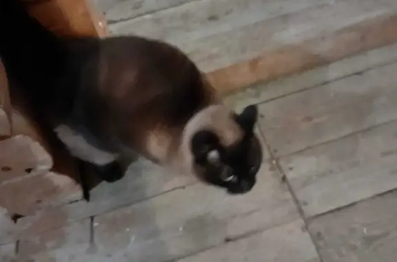 Найдена кошка похожая на тайскую, ищем хозяина