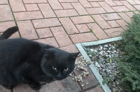 Найден черный кот в Новосибирске: 89139854236