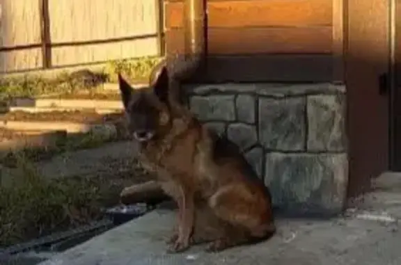 Пропала собака Фаби, ищем на пр. Дзержинского, Каменка, ул. Седова, 58, Новосибирск