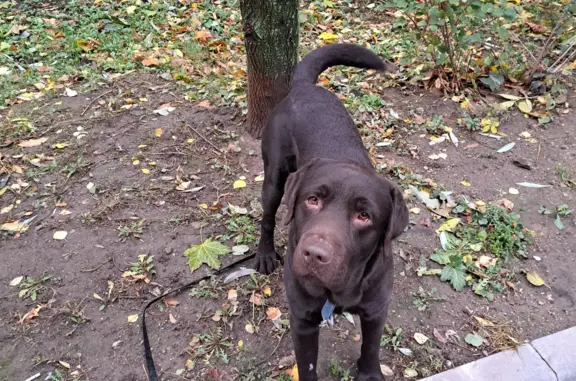 Собаки потеряшки, Москва, фото: Потеряшка собака Лабрадор на Россошанской улице, Москва