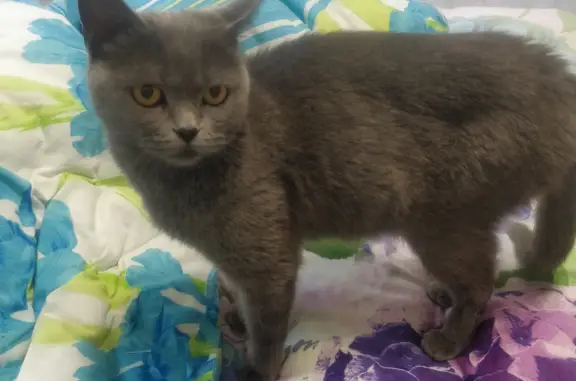 Найдена худая молодая кошка в Брянске