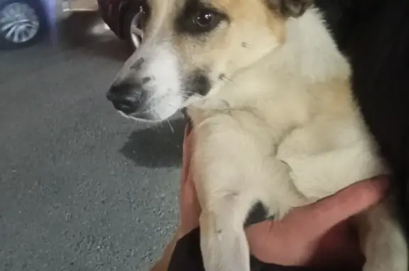Собака найдена на Байкальской улице, Иркутск
