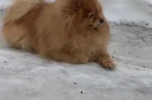 Пропала собака в Москве САО
