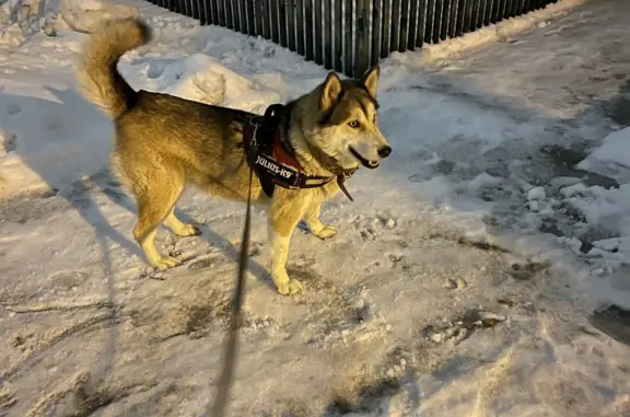 Пропала собака Луна, ул. Орлова 9, Ульяновск