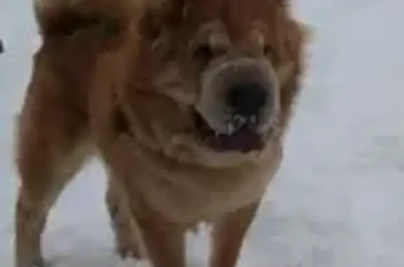 Пропала собака, Мальчик 8 лет, Севастопольский пр., Москва