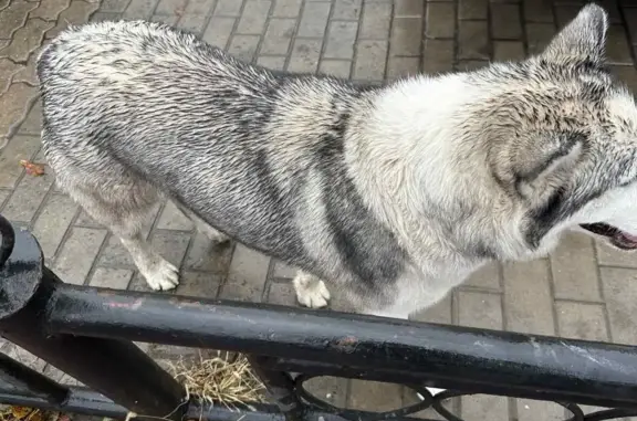 Собака Хаски с ошейником на ул. Губкина, Белгород