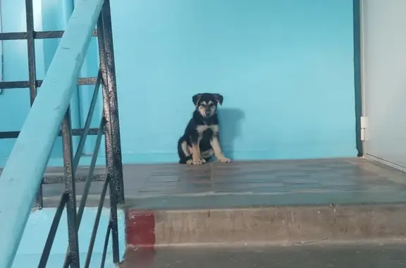 Найден щенок на бульваре Космонавтов, 40, Братск