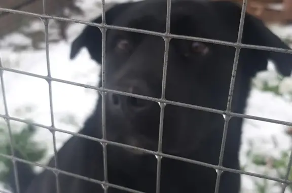 Собака похожа на лабрадора, найдена в Белоусово, Калужская область
