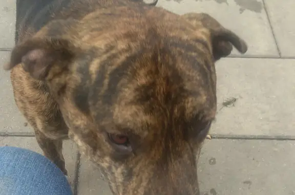 Собака Стаффорд найдена на бульваре Комарова, 24А