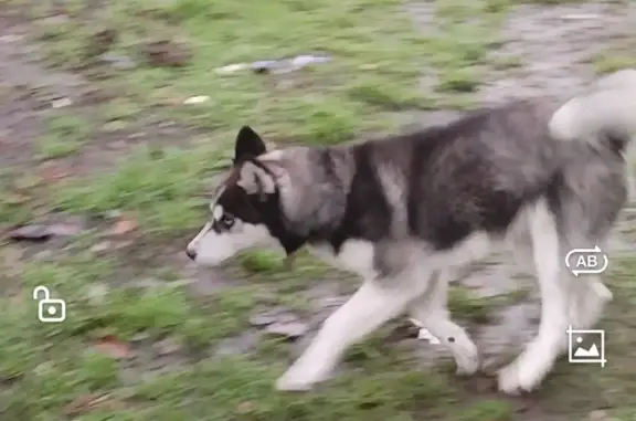 Пропала собака Хаска арлекин в Луговском, Алтайский край