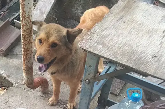 Найдена рыжая собака на ул. Труда, 9А
