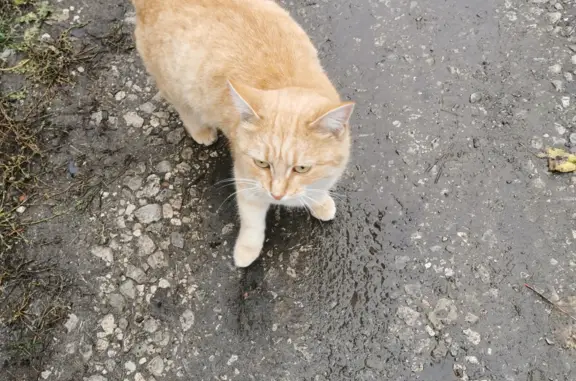 Найдена кошка в Старосемейкино