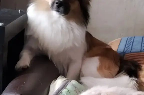 Собаки потеряшки, Нижний Новгород, фото: Потеряшка собака: Терешковой 2А, Нижний Новгород