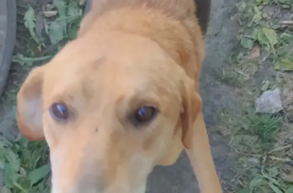 Найдена собака в Сараях, Алтайский край