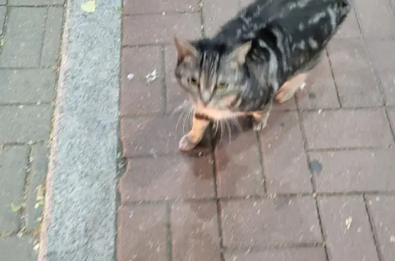 Найдена кошка на Бухарестской ул., 90, СПб