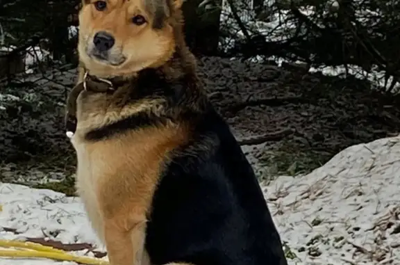 Найдена собака в Ропшинском парке, Красносельское шоссе