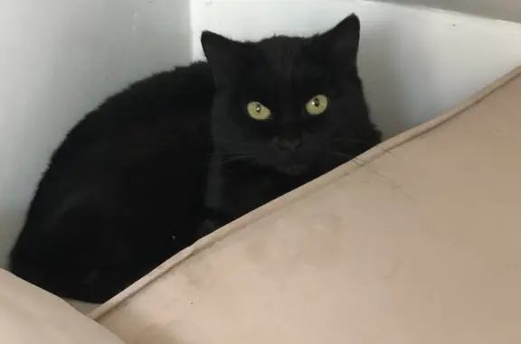 Найдена черная кошка в Село Ангелово, Митино