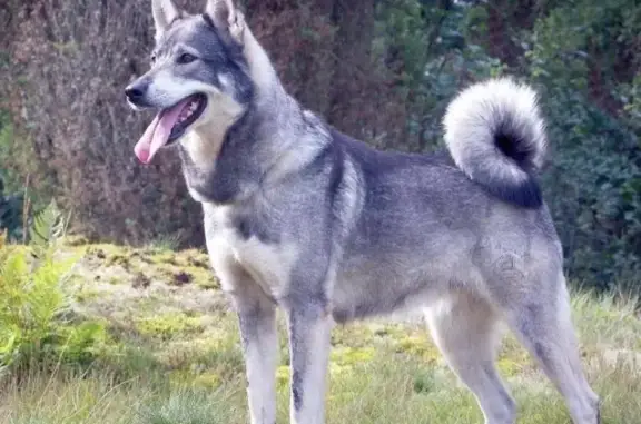 Пропала собака в Бирске, возраст 3 года