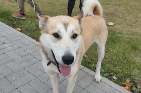 Найдена собака породы лайка, п. Советский, Нижегородская область