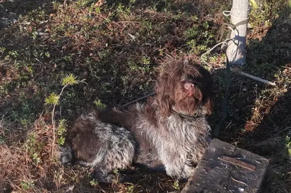 Пропала собака Дратхаар на 68км Тучкинской дороги