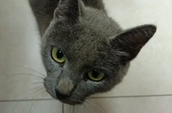 Найдена кошка Дымчатая в Вифанской улице, 61