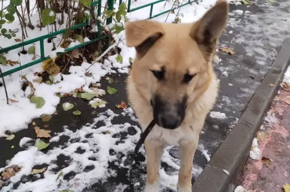 Собака найдена возле Сетуни и М. Молодежная, Москва
