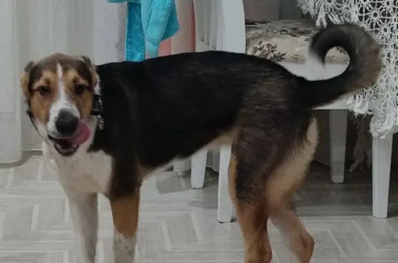 Найдена собака на ул. Титова, Балаково