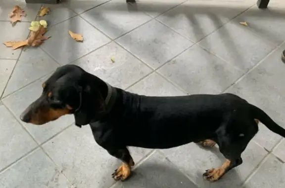 Собака породы такса найдена на Сормовской улице, Краснодарский край