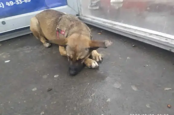 Найдена собака на остановке Заводской, Саратов