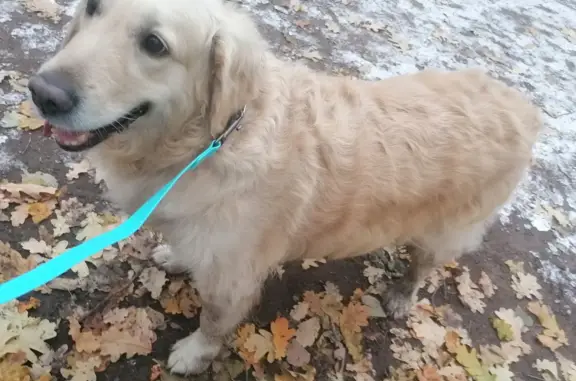 Найдена собака в Павловске, остановка поселок Динамо