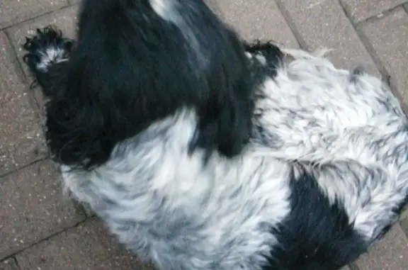 Найдена собака, Волгодонск, фото: Найден русский спаниель на ул. Ленина, Волгодонск