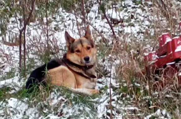 Собака с ошейником найдена в Ропше