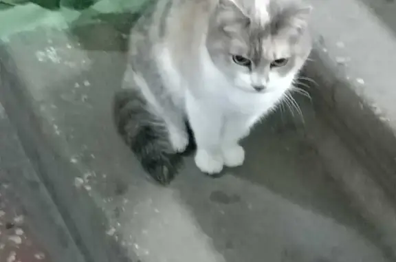 Потерянная кошка на Камышинской ул., 8, Ульяновск