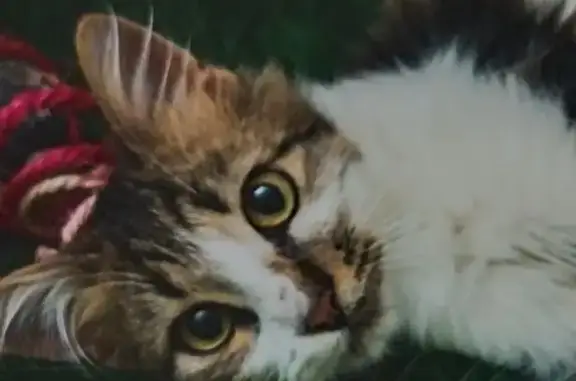 Найден котенок в Батайске, ищет новых хозяев