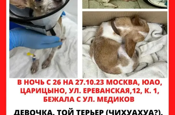 Собака Мини той терьер найдена на Ереванской ул., 12 к1, Москва